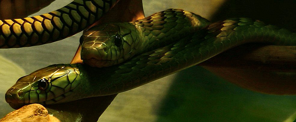 zoo shot-green mambas-david womack.jpg [68 Kb]